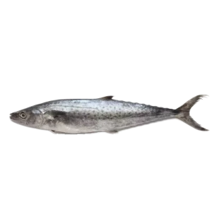 KING FISH