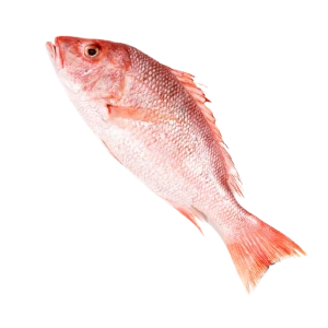 RED SNAPPER