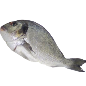 SILVER GRUNTER