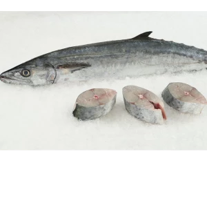 SPANISH MACKEREL