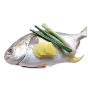 WHITE POMFRET CLEAN