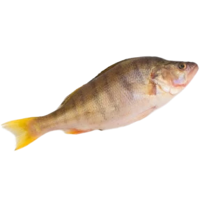 YELLOW FISH